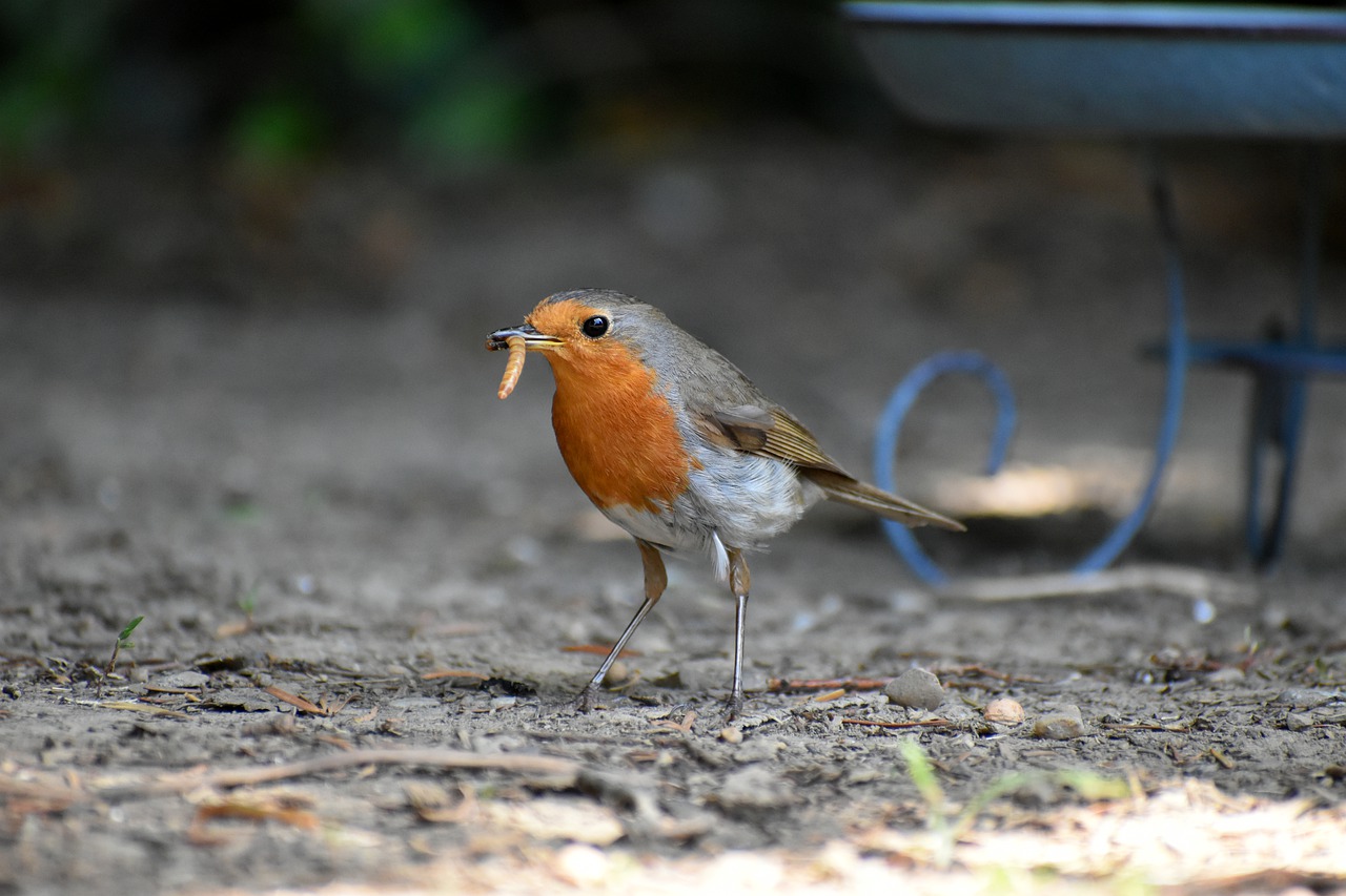 Bird Robin Feather Worm Flour Worm  - SusanneEdele / Pixabay