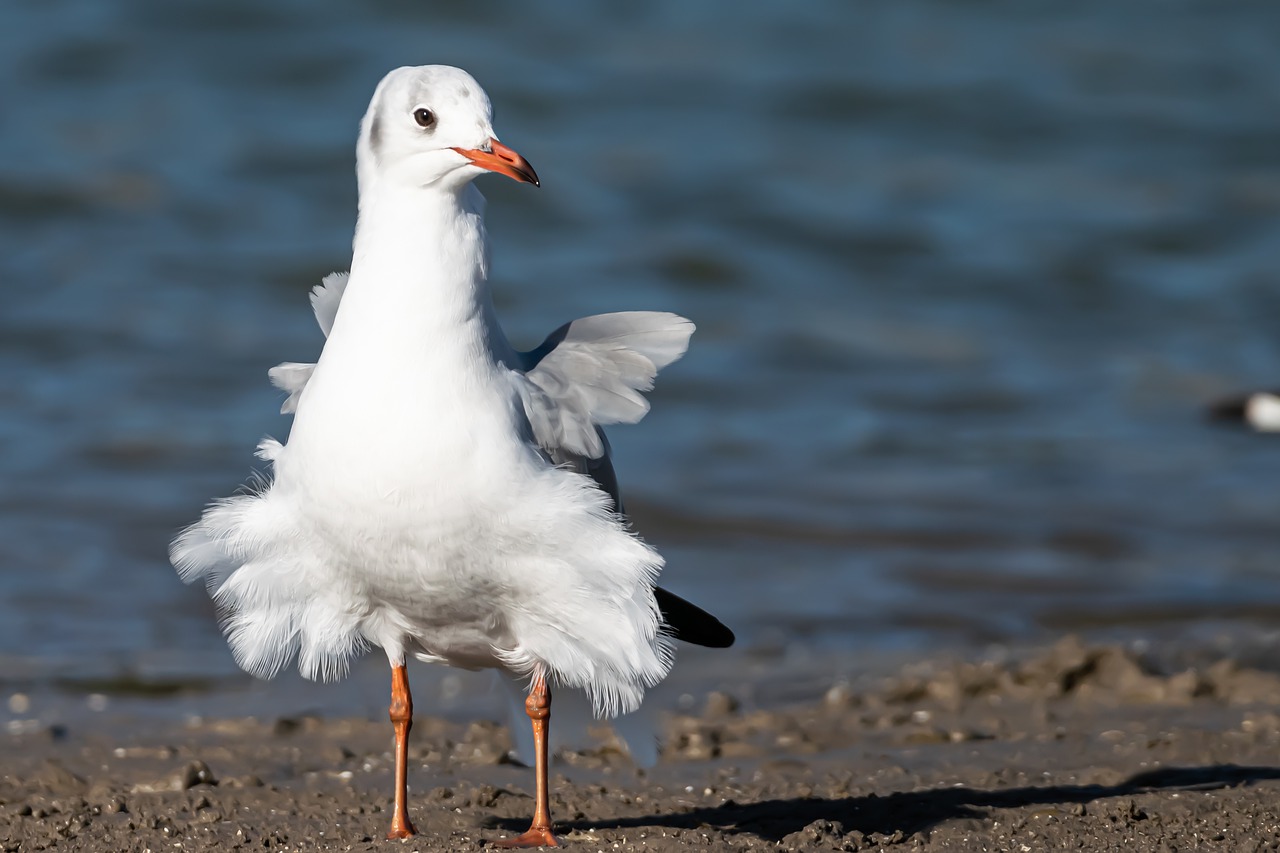 Bird Seagull Ornithology Species  - Beto_MdP / Pixabay