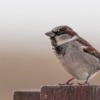 Bird Sparrow Ornithology Species  - Beto_MdP / Pixabay