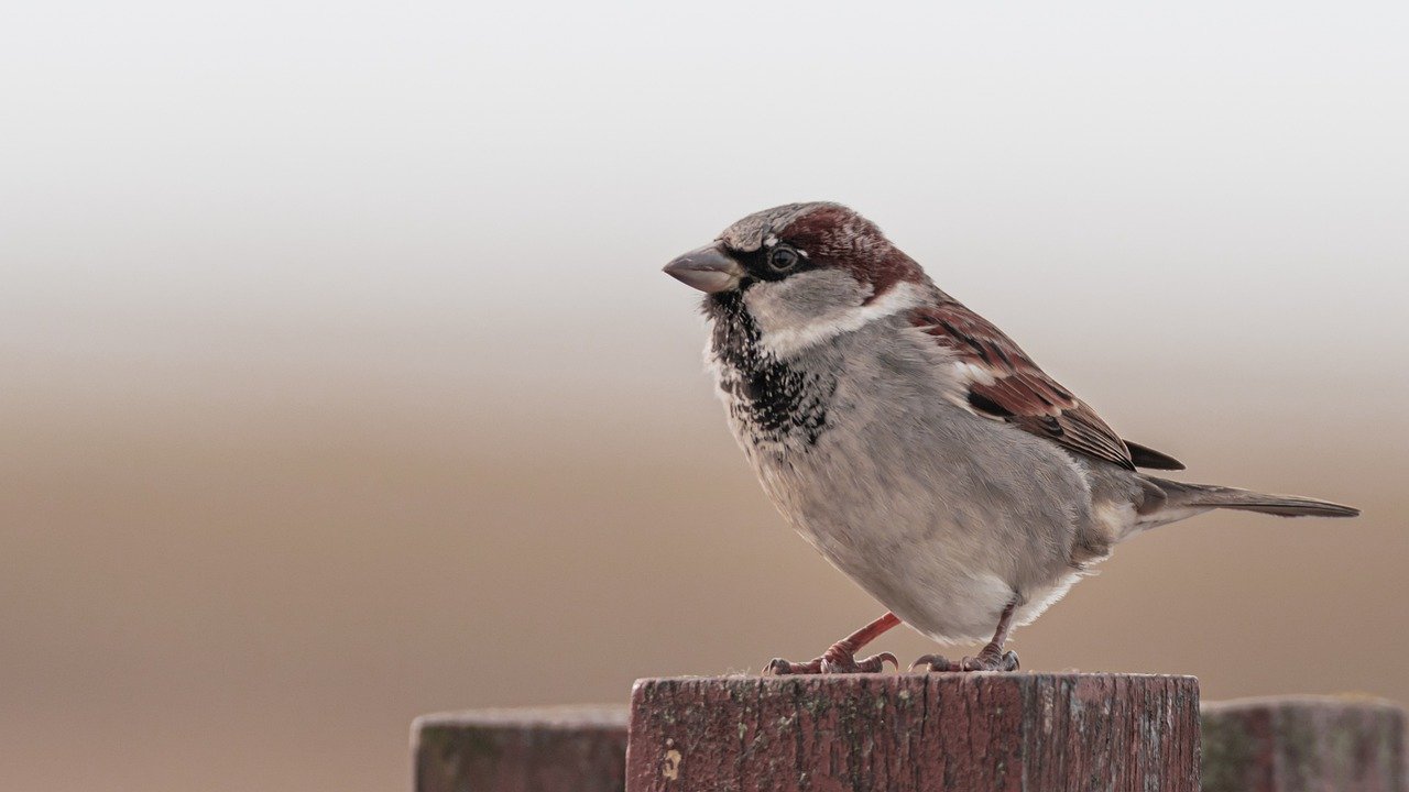 Bird Sparrow Ornithology Species  - Beto_MdP / Pixabay