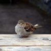 Bird Sparrow Sperling Plumage  - Flensshot / Pixabay