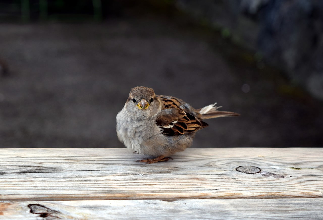 Bird Sparrow Sperling Plumage  - Flensshot / Pixabay