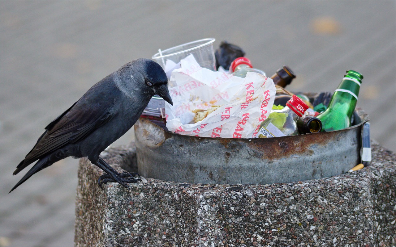 Bird The Crow Feathers Black Beak  - Candid_Shots / Pixabay