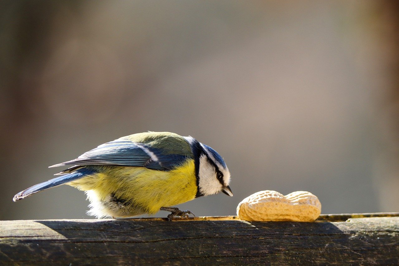 Bird Tit Blue Tit Peanut Wildlife  - blende12 / Pixabay