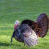 Bird Wildlife Turkey Wild Turkey  - MOHANN / Pixabay