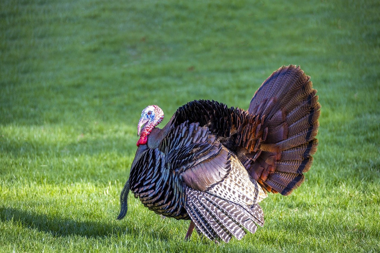 Bird Wildlife Turkey Wild Turkey  - MOHANN / Pixabay