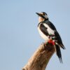 Bird Woodpecker  - schauhi / Pixabay