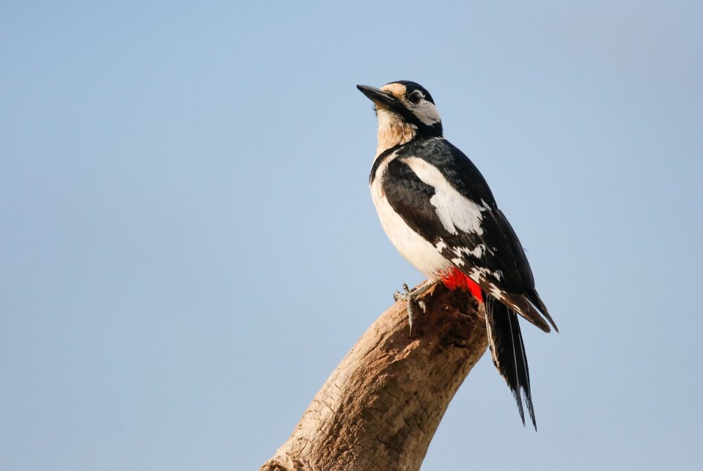 Bird Woodpecker  - schauhi / Pixabay