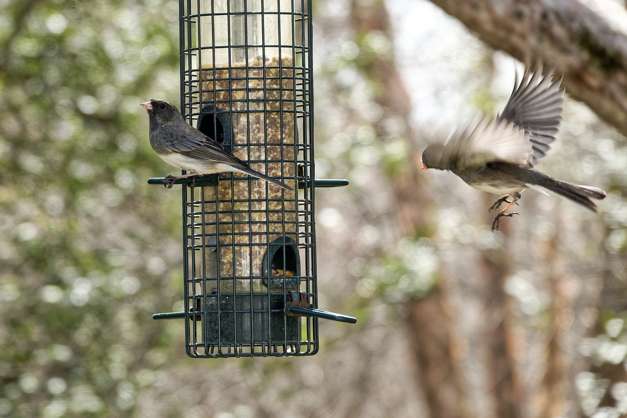 Birds Animals Bird Feeder Flying  - RBEmerson / Pixabay