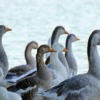 Birds Geese Lake Feathers Beak  - Surprising_Shots / Pixabay