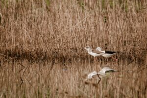 Birds Grass River Lake Sunrise  - pranavsinh232 / Pixabay