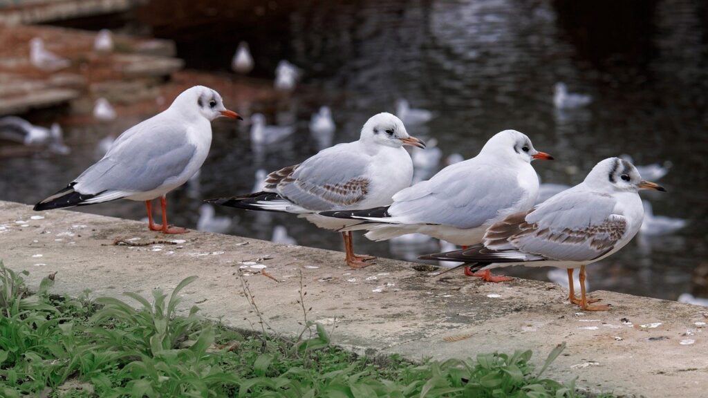 Birds Gulls Seagulls Lake Border  - Surprising_Shots / Pixabay