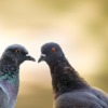 Birds Pigeons Ornithology Species  - roshan_bhatia / Pixabay