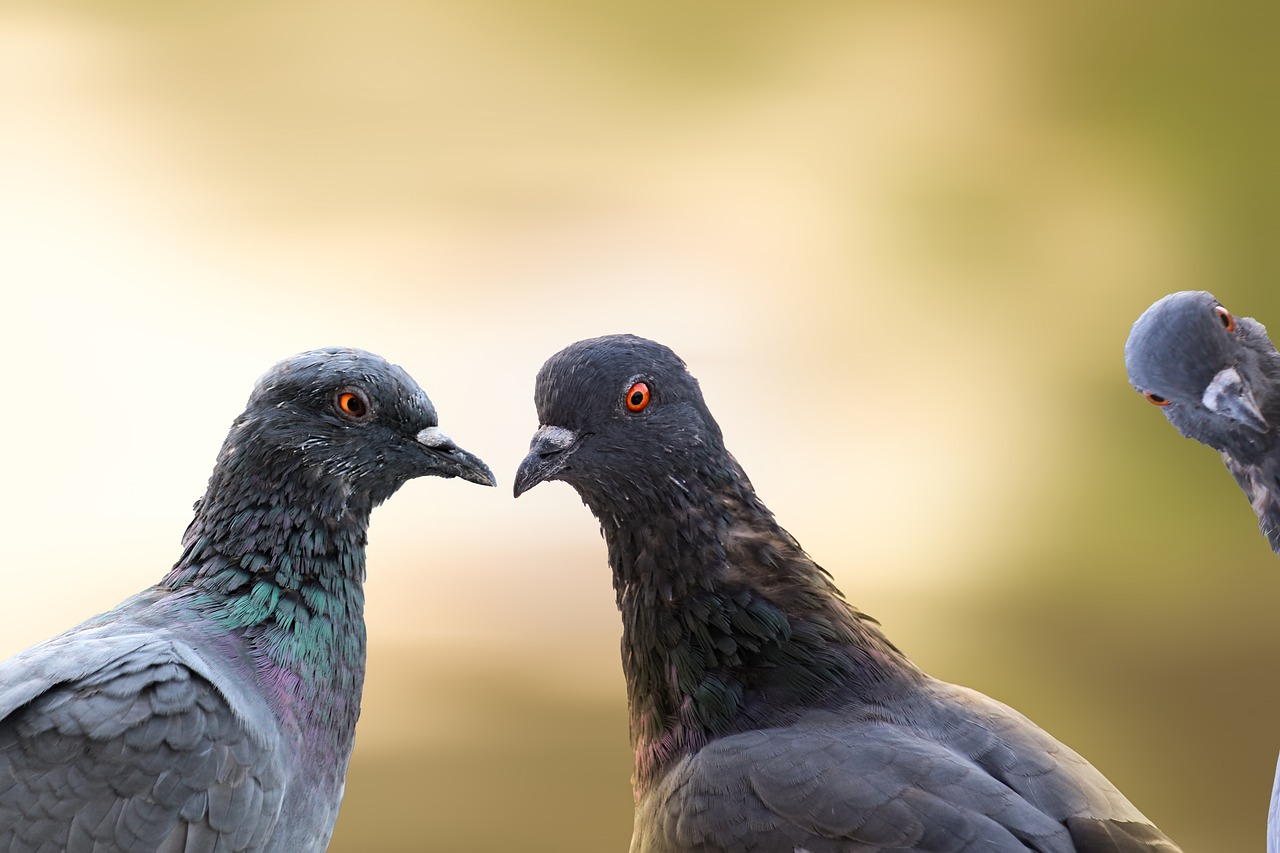 Birds Pigeons Ornithology Species  - roshan_bhatia / Pixabay