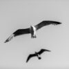 Birds Seagulls Sky Flight Animal  - hulkiokantabak / Pixabay