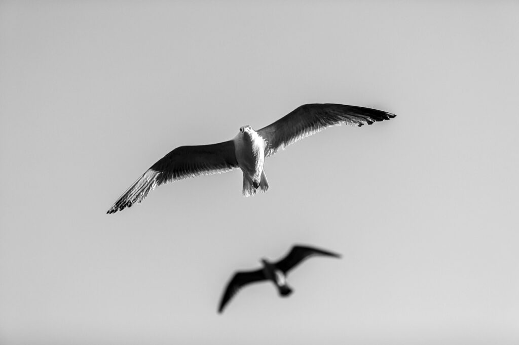 Birds Seagulls Sky Flight Animal  - hulkiokantabak / Pixabay