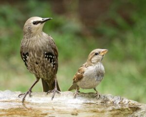 Birds Sparrow Starling Wings  - Vizetelly / Pixabay