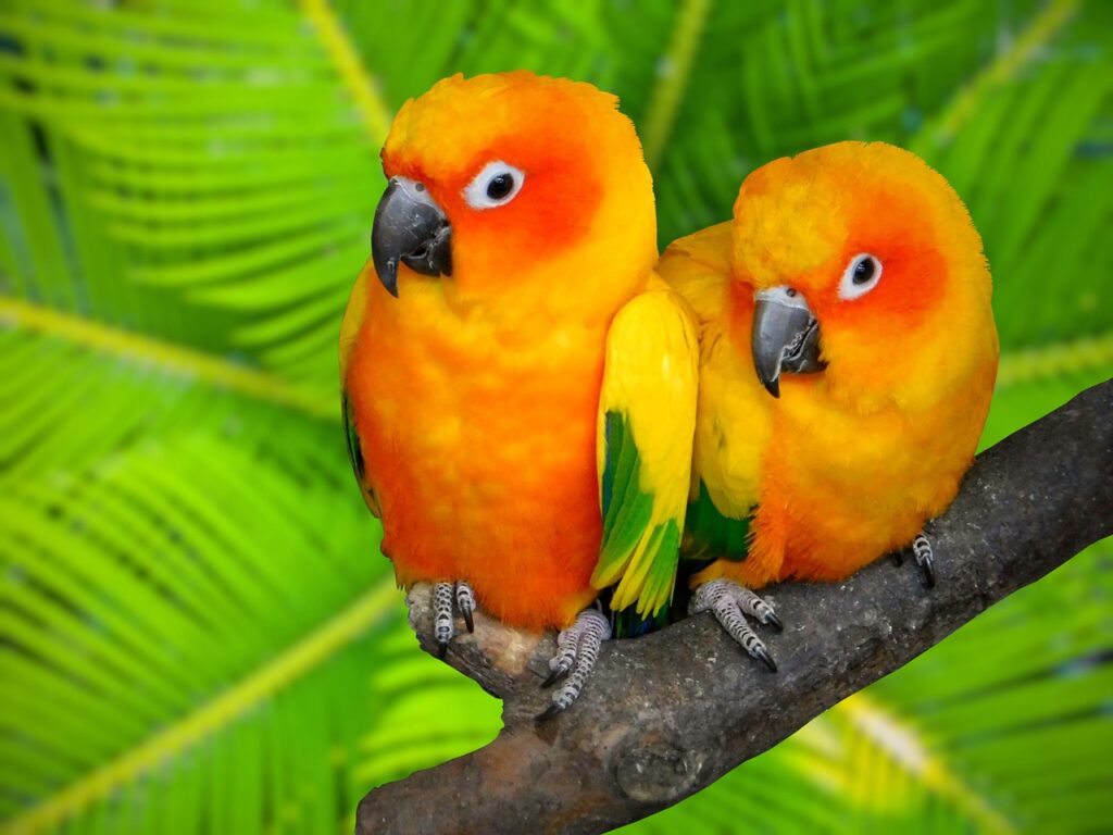 Birds Sun Conure Parrot Parrot  - flutie8211 / Pixabay