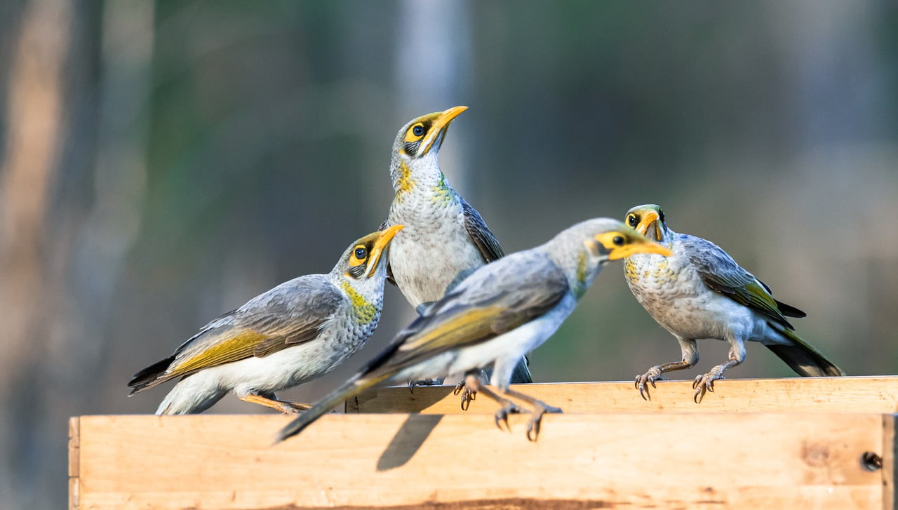 Birds Wildlife Nature Animals  - Gaz_Chapp / Pixabay