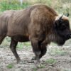 Bison Horns Fur Strong Animal  - artellliii72 / Pixabay