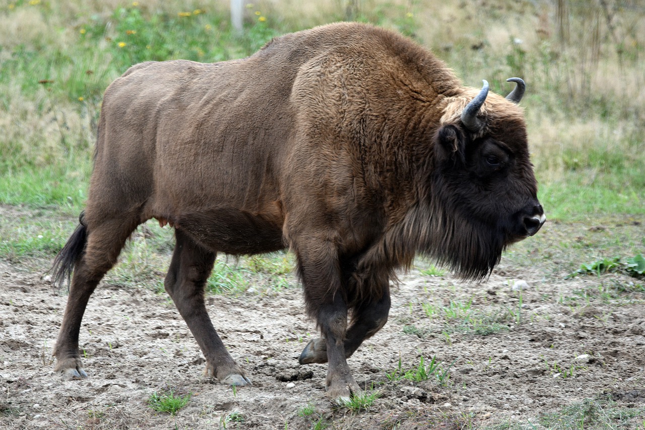 Bison Horns Fur Strong Animal  - artellliii72 / Pixabay