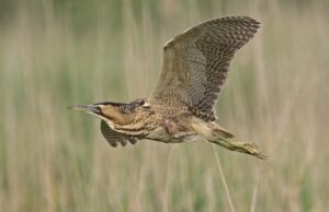 Bittern Bird Heron Animal Flying - HenkvanDorp / Pixabay
