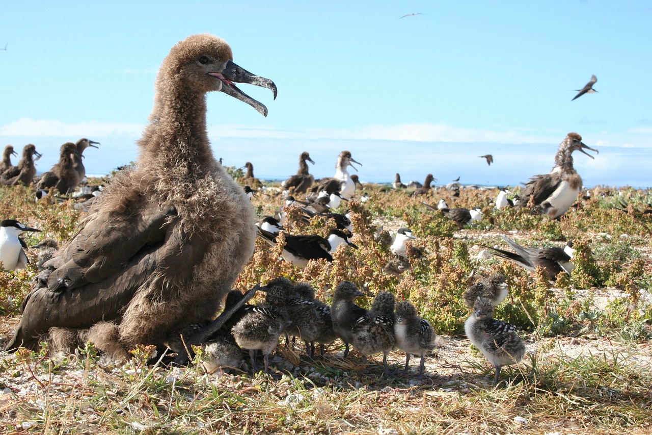 Black Footed Albatross Bird Birds  - 12019 / Pixabay