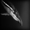 Black Nature Humpback Mammal Sea  - Rohitkushwaha / Pixabay