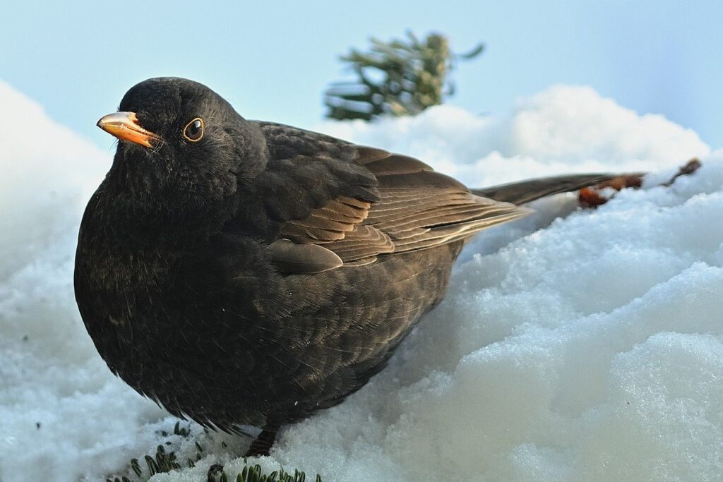 Blackbird Winter Garden Wintry  - jggrz / Pixabay