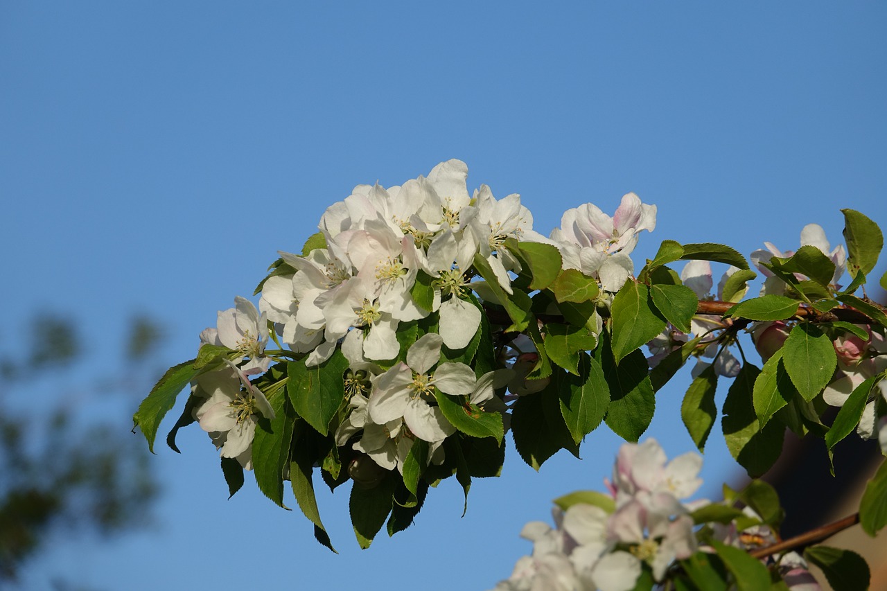 Blossom Apple Blossom Pink Green  - ABeijeman / Pixabay