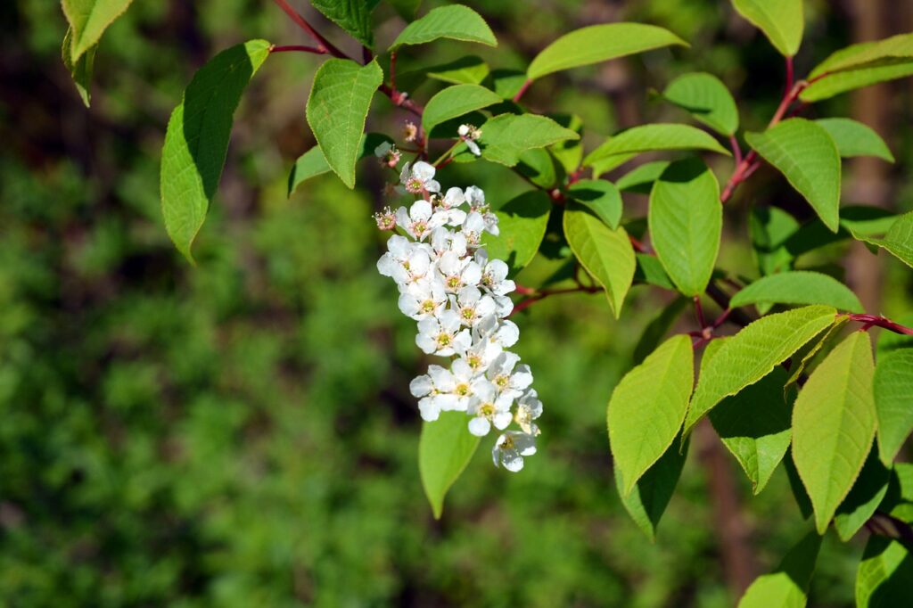 Blossom Bloom Free Green May  - DominikFuchs / Pixabay