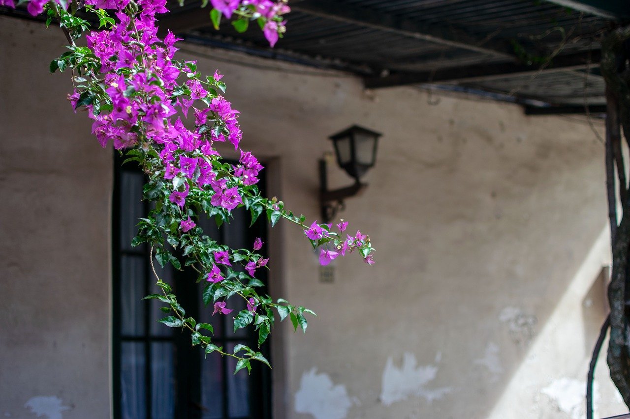 Blossom Bloom Hauswand Colonia  - thegermankid / Pixabay