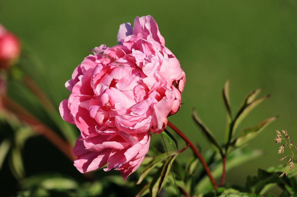 Blossom Bloom Peony Flower Pink  - WFranz / Pixabay