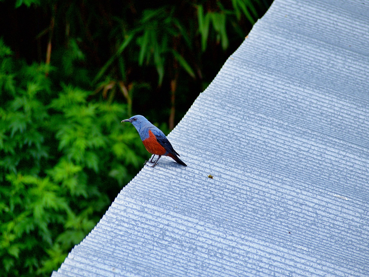 Blue Rock Thrush Blue Bird Bird  - ichimi / Pixabay