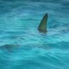 boat shark dorsal fin shark fin 7355328