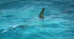 boat shark dorsal fin shark fin 7355328