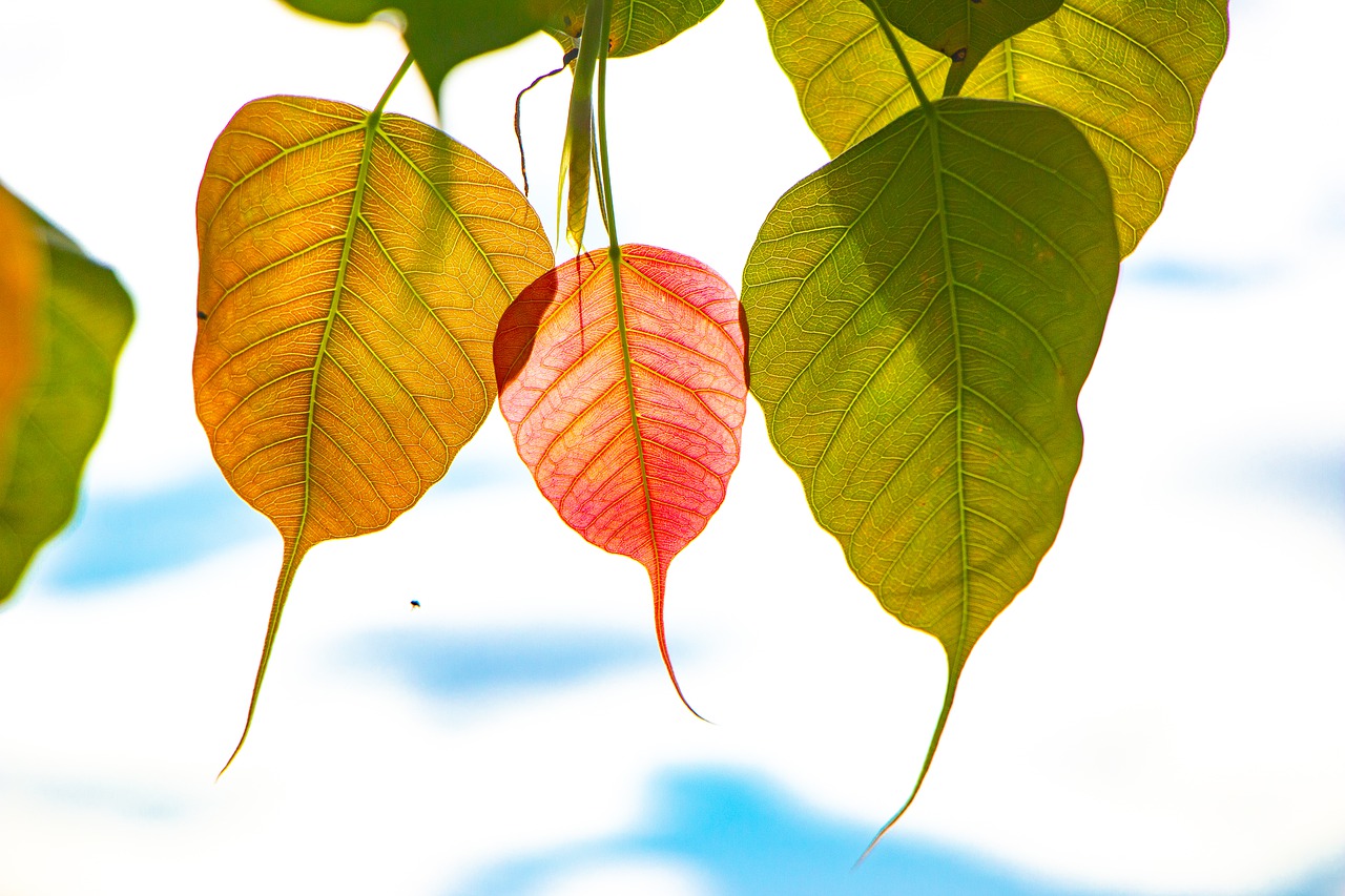 Bodhi Bopath Ficus Religiosa  - kalyanayahaluwo / Pixabay