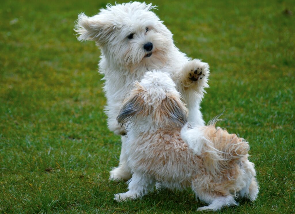 Bolonka Dogs Puppies Friends Play  - neelam279 / Pixabay
