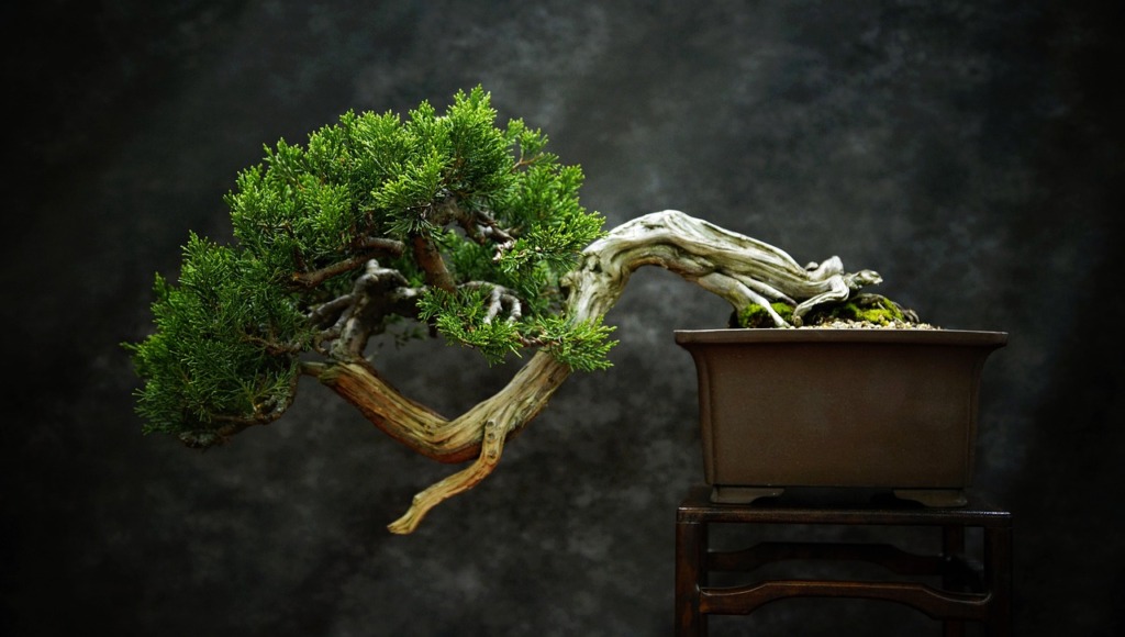 Bonsai Tree Art Plants Pension  - Sarkalore / Pixabay