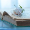 Book Flower Botany Bloom Rose  - Ri_Ya / Pixabay