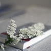 Book Flowers Spring Reading  - OlgaVolkovitskaia / Pixabay