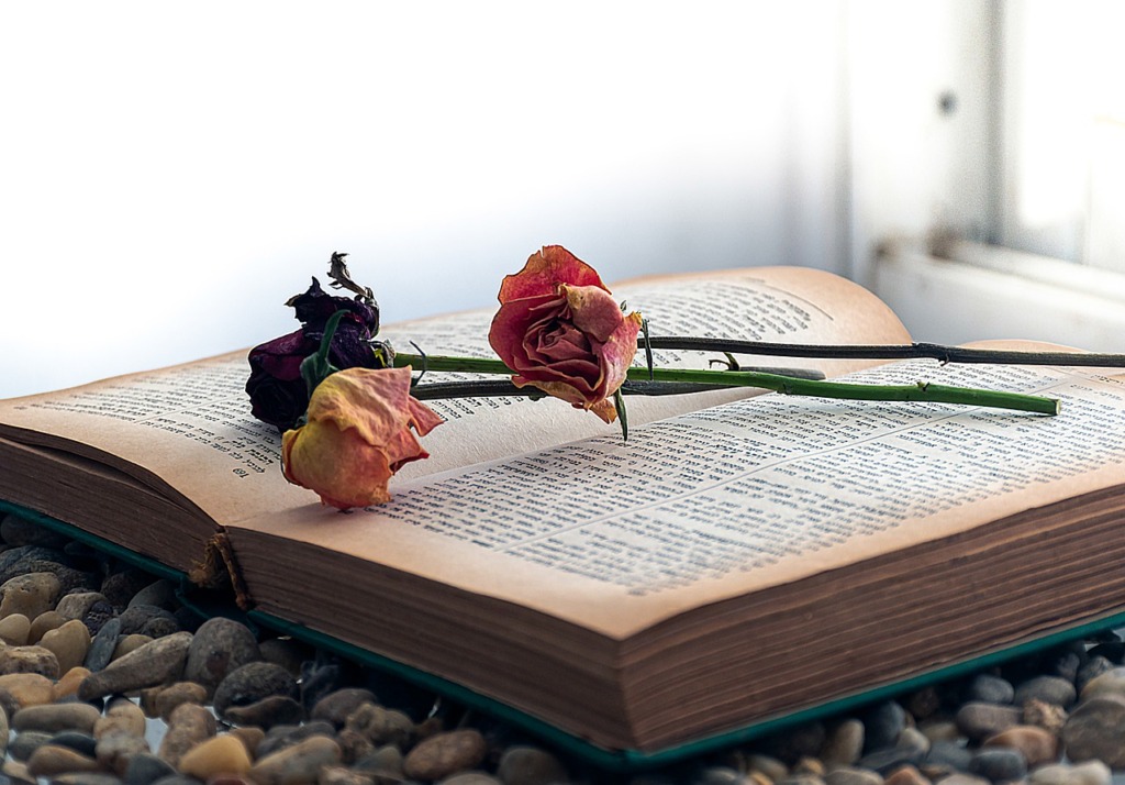 Book Roses Read Literature Wisdom  - Ri_Ya / Pixabay
