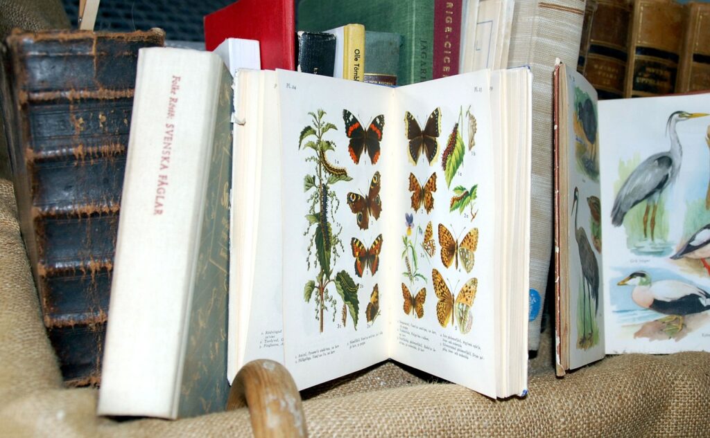Books Butterflies Birds Ornithology  - lilmedia / Pixabay