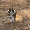 Border Collie Dog Run Pet Animal  - TheOtherKev / Pixabay