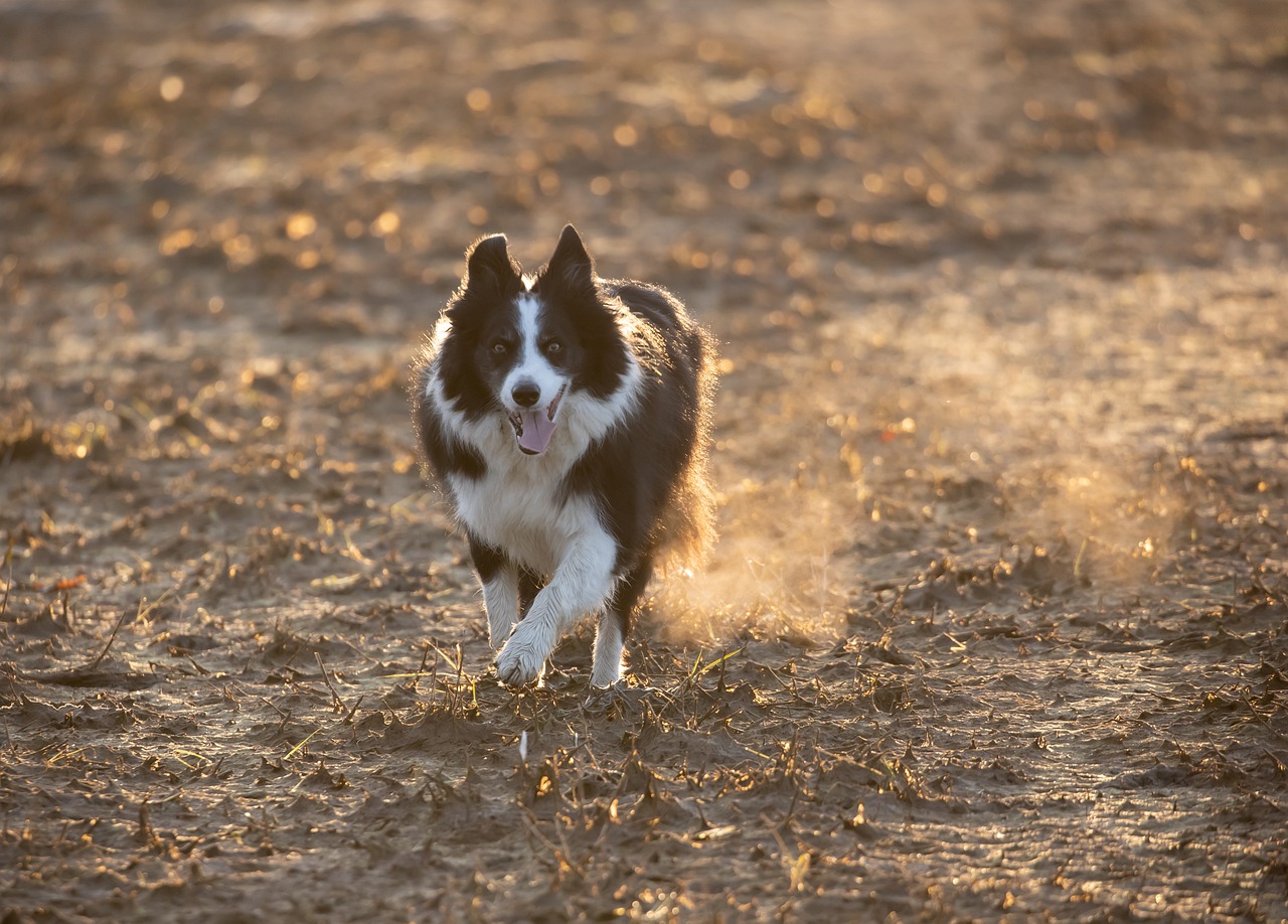 Border Collie Dog Run Pet Animal  - TheOtherKev / Pixabay