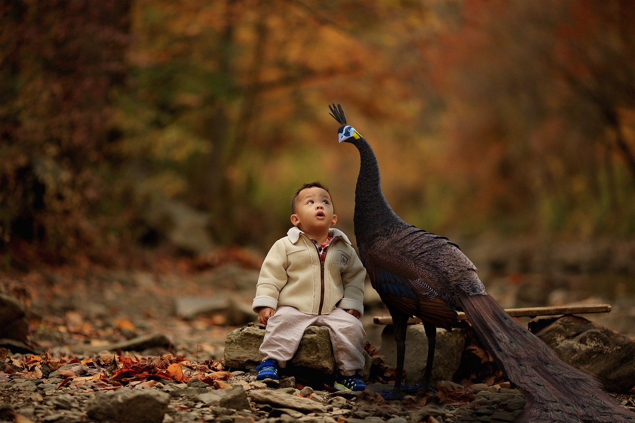 Boy Peacock Child Toddler  - ImaArtist / Pixabay