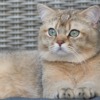 British Shorthair Cat Feline Animal  - MelaniMarfeld / Pixabay