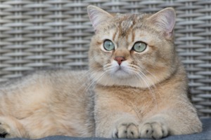 British Shorthair Cat Feline Animal  - MelaniMarfeld / Pixabay