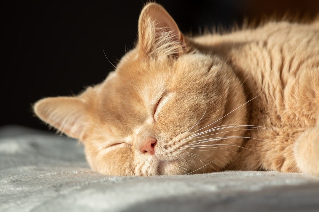 British Shorthair Cat Pet Sleeping  - MelaniMarfeld / Pixabay