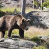 Brown Bear Ursus Arctos Bear  - frank3143 / Pixabay